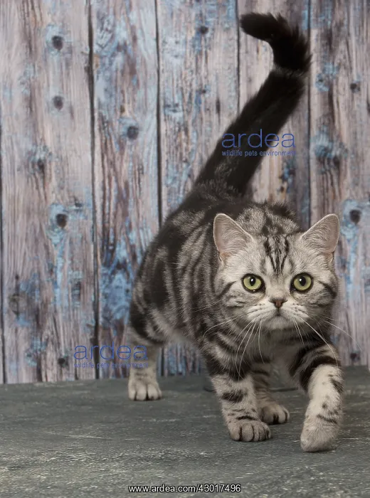  : Cat British Shorthair Silver Tabby