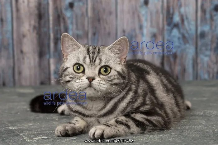  : Cat British Shorthair Silver Tabby