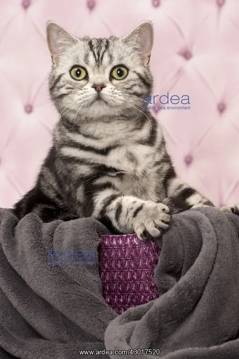  : Cat British Shorthair Silver Tabby