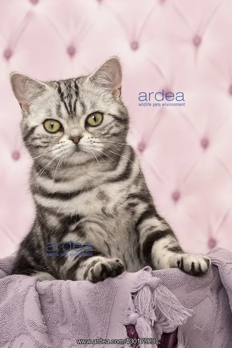  : Cat British Shorthair Silver Tabby
