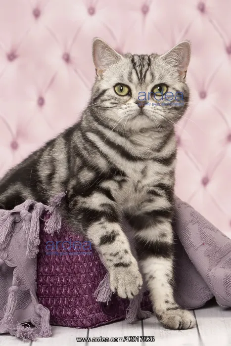  : Cat British Shorthair Silver Tabby