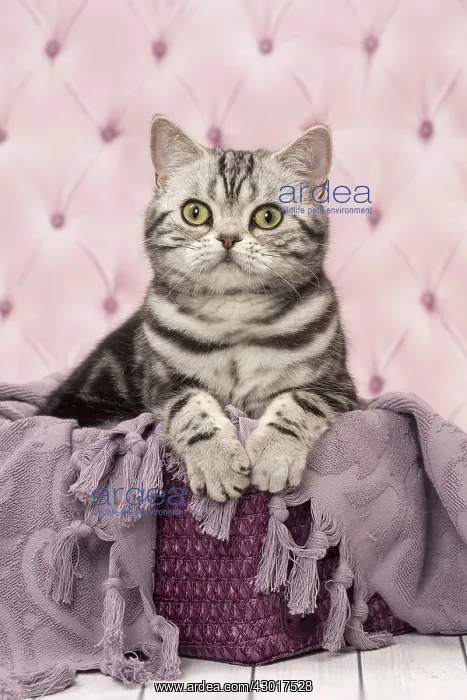  : Cat British Shorthair Silver Tabby