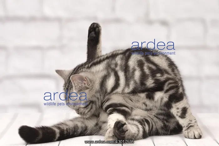  : Cat British Shorthair Silver Tabby