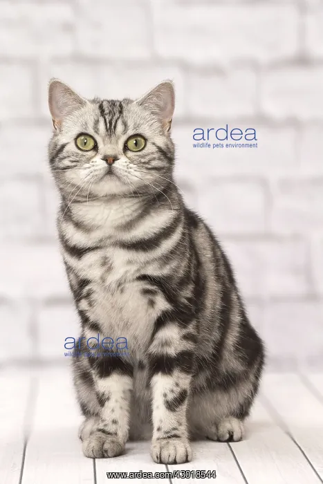  : Cat British Shorthair Silver Tabby