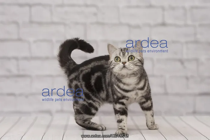  : Cat British Shorthair Silver Tabby