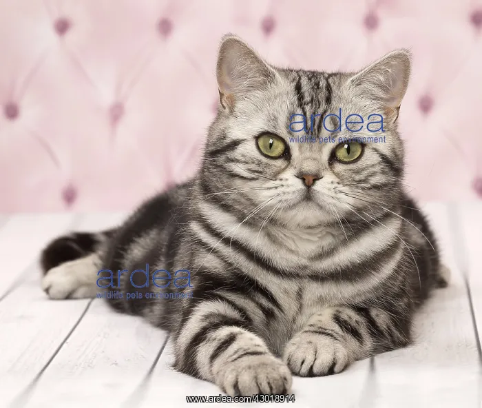  : Cat British Shorthair Silver Tabby