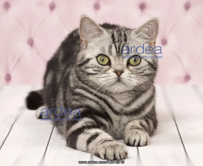  : Cat British Shorthair Silver Tabby