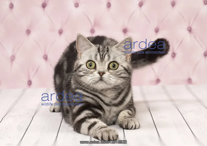  : Cat British Shorthair Silver Tabby