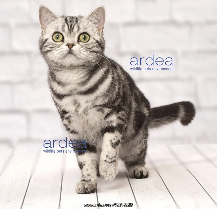  : Cat British Shorthair Silver Tabby