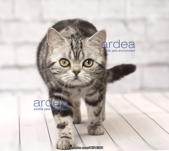  : Cat British Shorthair Silver Tabby