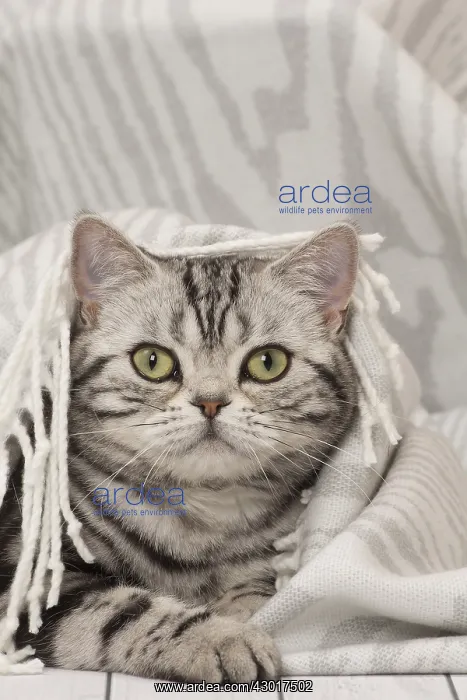 : Cat British Shorthair Silver Tabby wrapped in blanket : Cat British Shorthair Silver Tabby wrapped in blanket