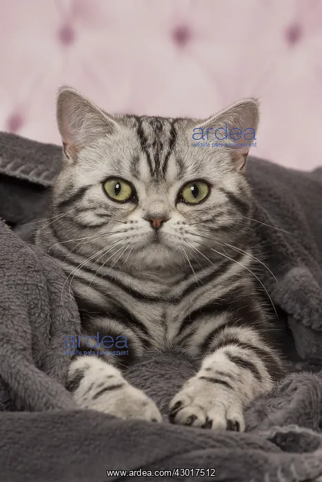 : Cat British Shorthair Silver Tabby wrapped in blanket : Cat British Shorthair Silver Tabby wrapped in blanket