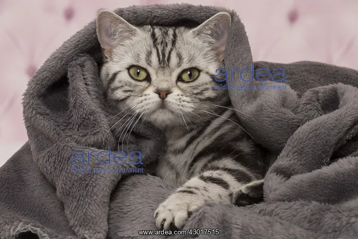 : Cat British Shorthair Silver Tabby wrapped in blanket : Cat British Shorthair Silver Tabby wrapped in blanket