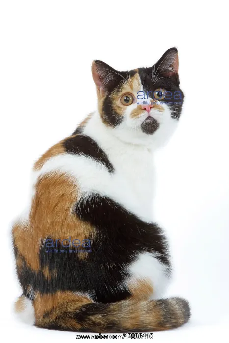 : Cat - British shorthair - tortoiseshell & white : Cat - British shorthair - tortoiseshell & white
