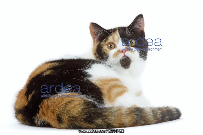 : Cat - British shorthair - tortoiseshell & white : Cat - British shorthair - tortoiseshell & white