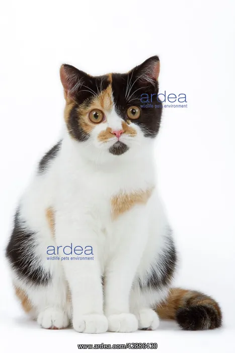 : Cat - British shorthair - tortoiseshell & white : Cat - British shorthair - tortoiseshell & white
