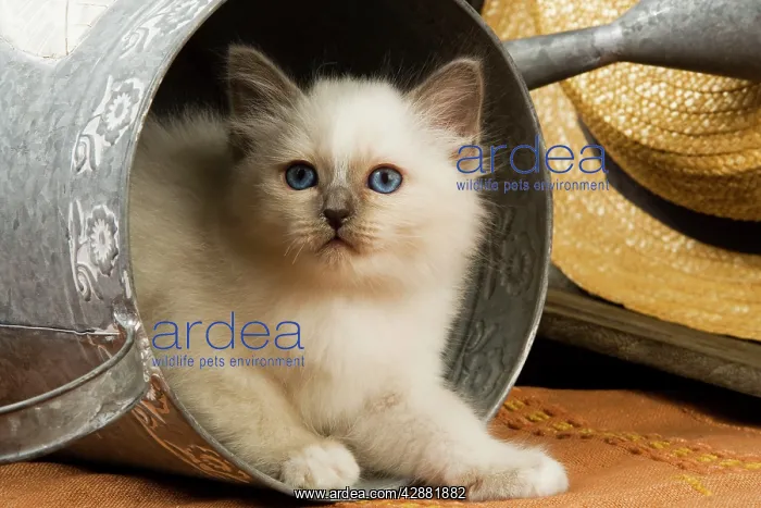  : Cat - British Shorthair in watering can