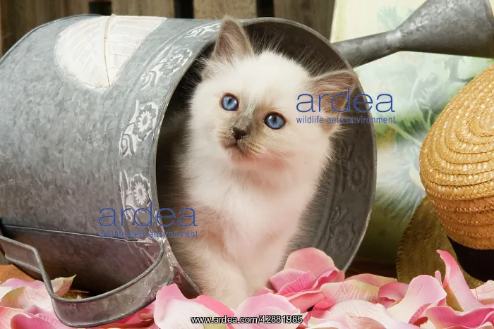 : Cat - British Shorthair in watering can