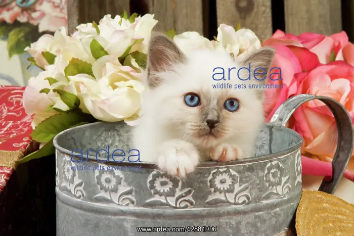  : Cat - British Shorthair in watering can