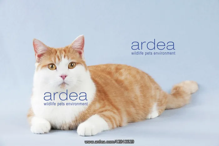 : CAT - British Shorthair X : CAT - British Shorthair X