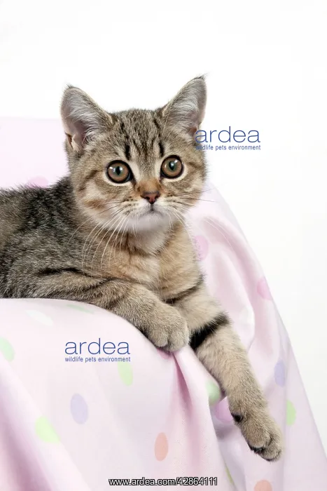: CAT - British shorthair X kitten laying on blanket : CAT - British shorthair X kitten laying on blanket