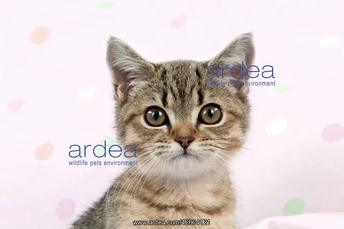: Cat - British shorthaired kitten (head shot) : Cat - British shorthaired kitten (head shot)