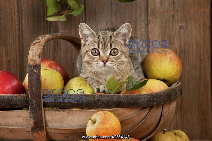 : CAT - British shorthaired kitten laying on basket of apples : CAT - British shorthaired kitten laying on basket of apples