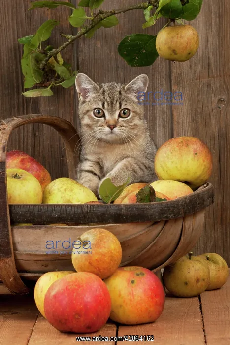 : CAT - British shorthaired kitten laying on basket of apples : CAT - British shorthaired kitten laying on basket of apples