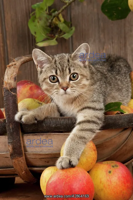 : CAT - British shorthaired kitten laying on basket of apples : CAT - British shorthaired kitten laying on basket of apples