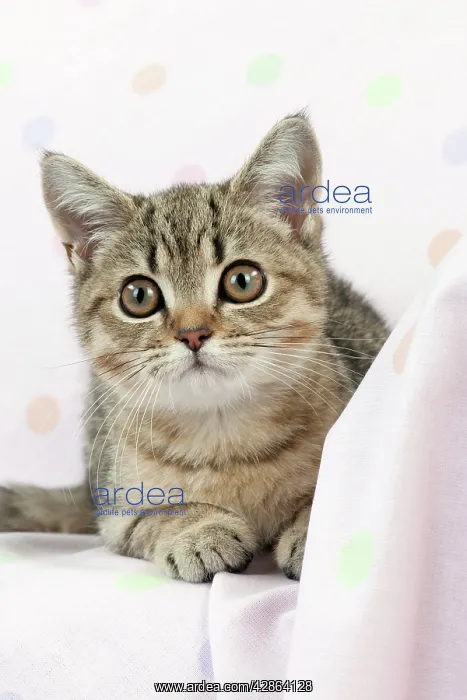 : CAT - British shorthaired kitten laying on blanket : CAT - British shorthaired kitten laying on blanket