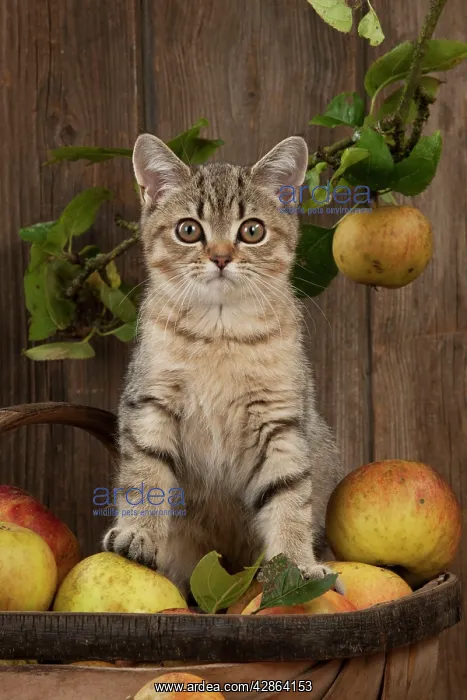 : CAT - British shorthaired kitten sitting on basket of apples : CAT - British shorthaired kitten sitting on basket of apples