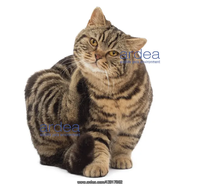  : Cat - British Tabby scratching
