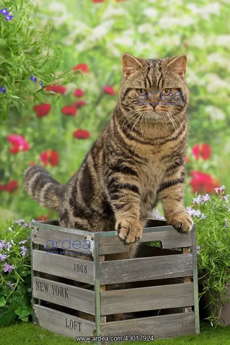  : Cat - British Tabby in wooden crate