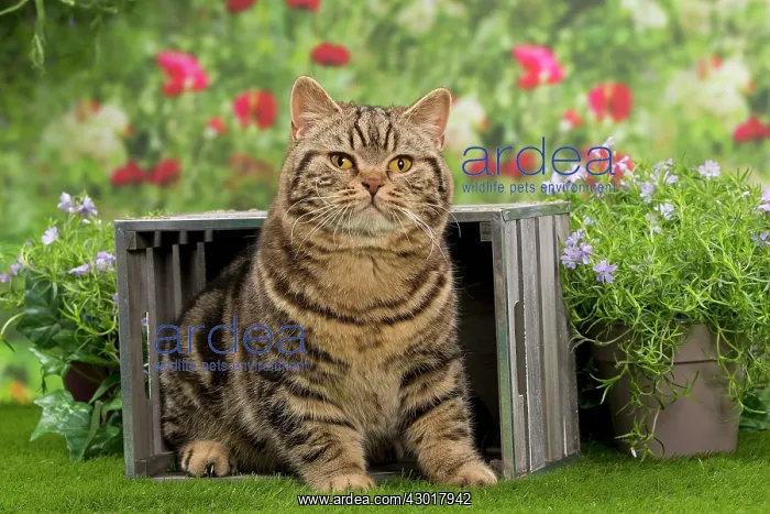  : Cat - British Tabby in wooden crate
