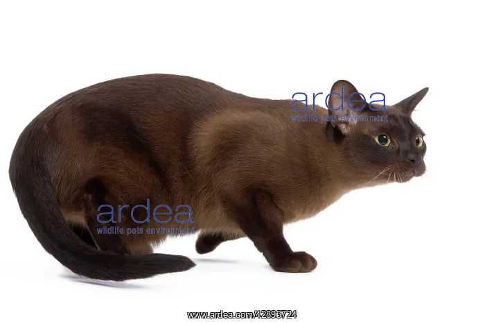  : Cat - British Zibeline Burmese
