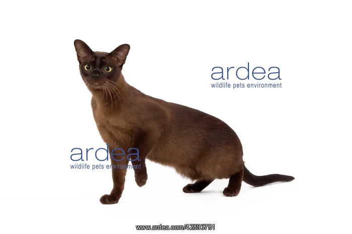  : Cat - British Zibeline Burmese