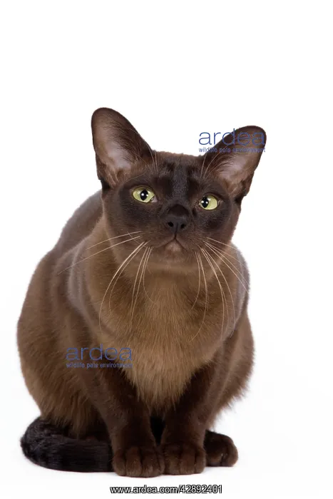: Cat - British Zibeline Burmese - sitting down : Cat - British Zibeline Burmese - sitting down