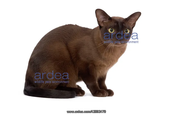  : Cat - British Zibeline Burmese - sitting down