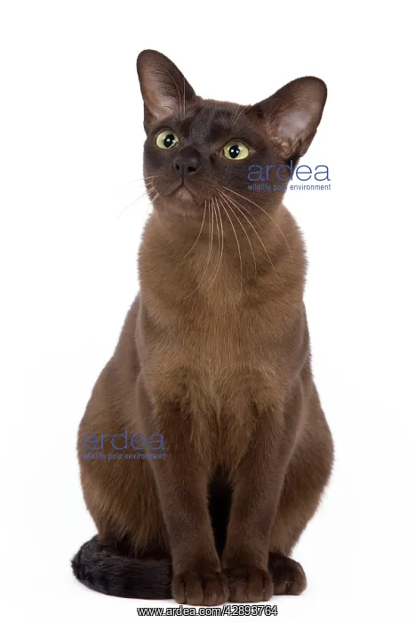  : Cat - British Zibeline Burmese - sitting down
