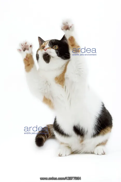 : CAT - Britsih Shorthair, Calico - on hind legs : CAT - Britsih Shorthair, Calico - on hind legs