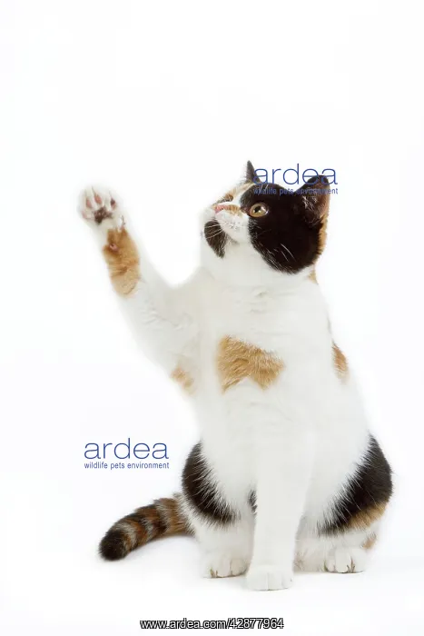 : CAT - Britsih Shorthair, Calico - with paw in the air : CAT - Britsih Shorthair, Calico - with paw in the air