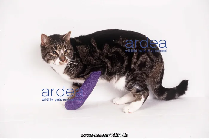 : CAT - with broken leg, bandaged over plaster cast : CAT - with broken leg, bandaged over plaster cast