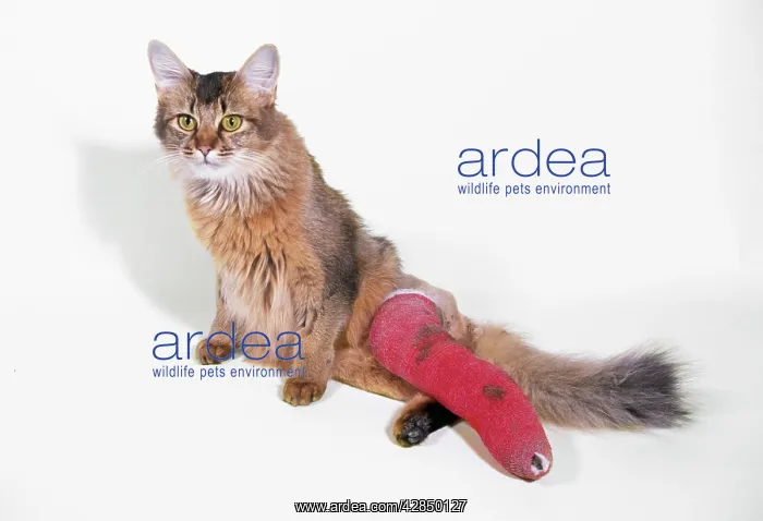 : CAT - With broken leg in plaster cast and bandage. : CAT - With broken leg in plaster cast and bandage.