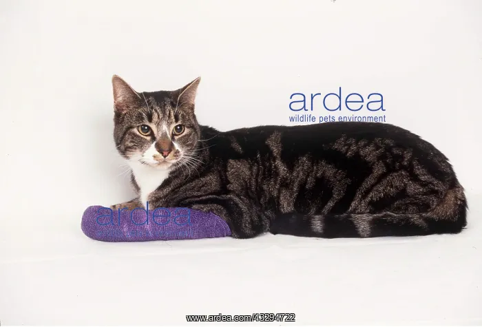 : CAT - broken leg in plaster cast, with bandage : CAT - broken leg in plaster cast, with bandage