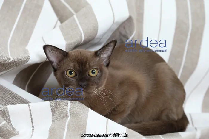  : Cat Brown Burmese 4 month old kitten