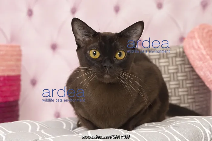  : Cat Brown Burmese