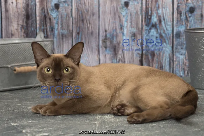  : Cat Brown Burmese