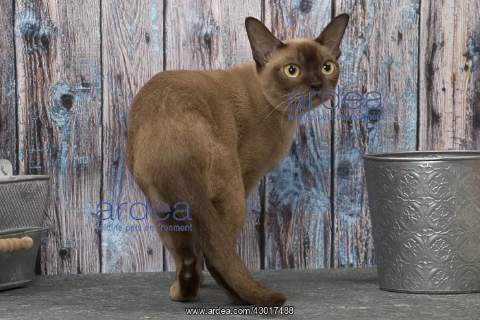  : Cat Brown Burmese