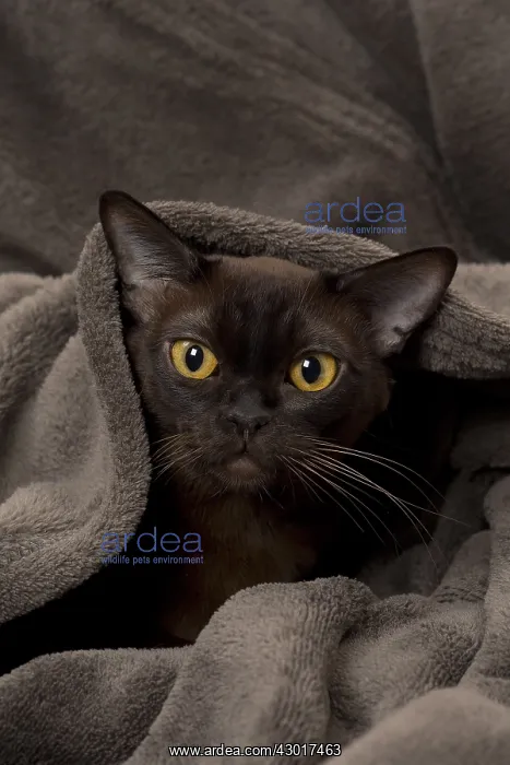  : Cat Brown Burmese under blanket
