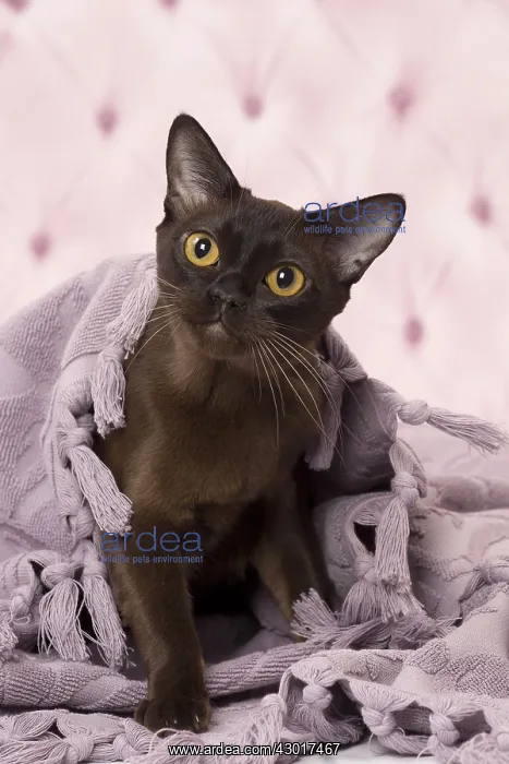  : Cat Brown Burmese under blanket